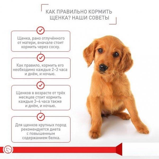 Как выбирать щенка алабая: плюсы и минусы породы, инструкция для покупателя, на что обратить внимание при покупке
