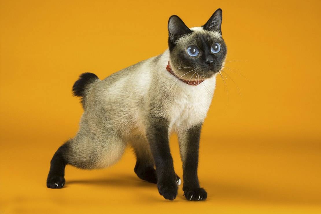 Карликовые коты и кошки: какая порода признана самой маленькой в мире, особенности их содержания и разведения, нюансы выбора питомца