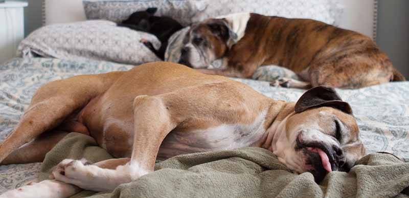 Сколько спят собаки в сутки: стадии сна, возраст и продолжительность