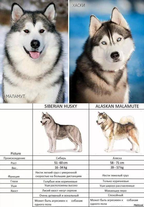 Породы собак, похожие на хаски: описание внешнего вида, основные черты характера и особенности их содержания
