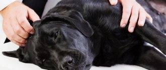 Бруцеллез у собак и кошек: причины, симптоматика, диагностика и лечение