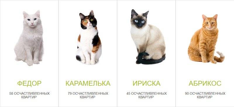 Кот или кошка - кого выбрать?