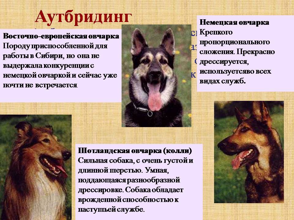 Гибриды собак разных пород - зоо журнал