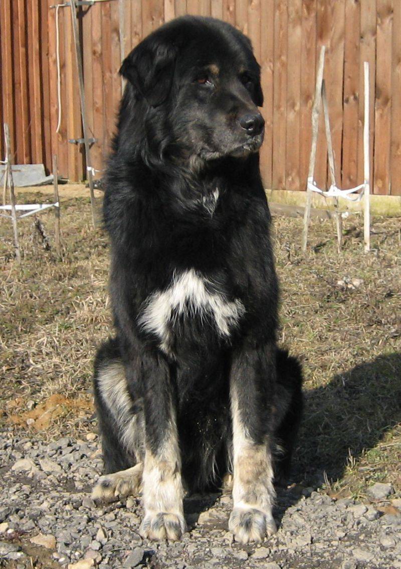 Восточно-европейская овчарка собака. описание, особенности, уход и цена породы | sobakagav.ru