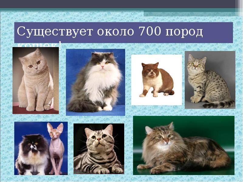 Необычные породы кошек (33 фото): названия и описание самых интересных пород домашних котов