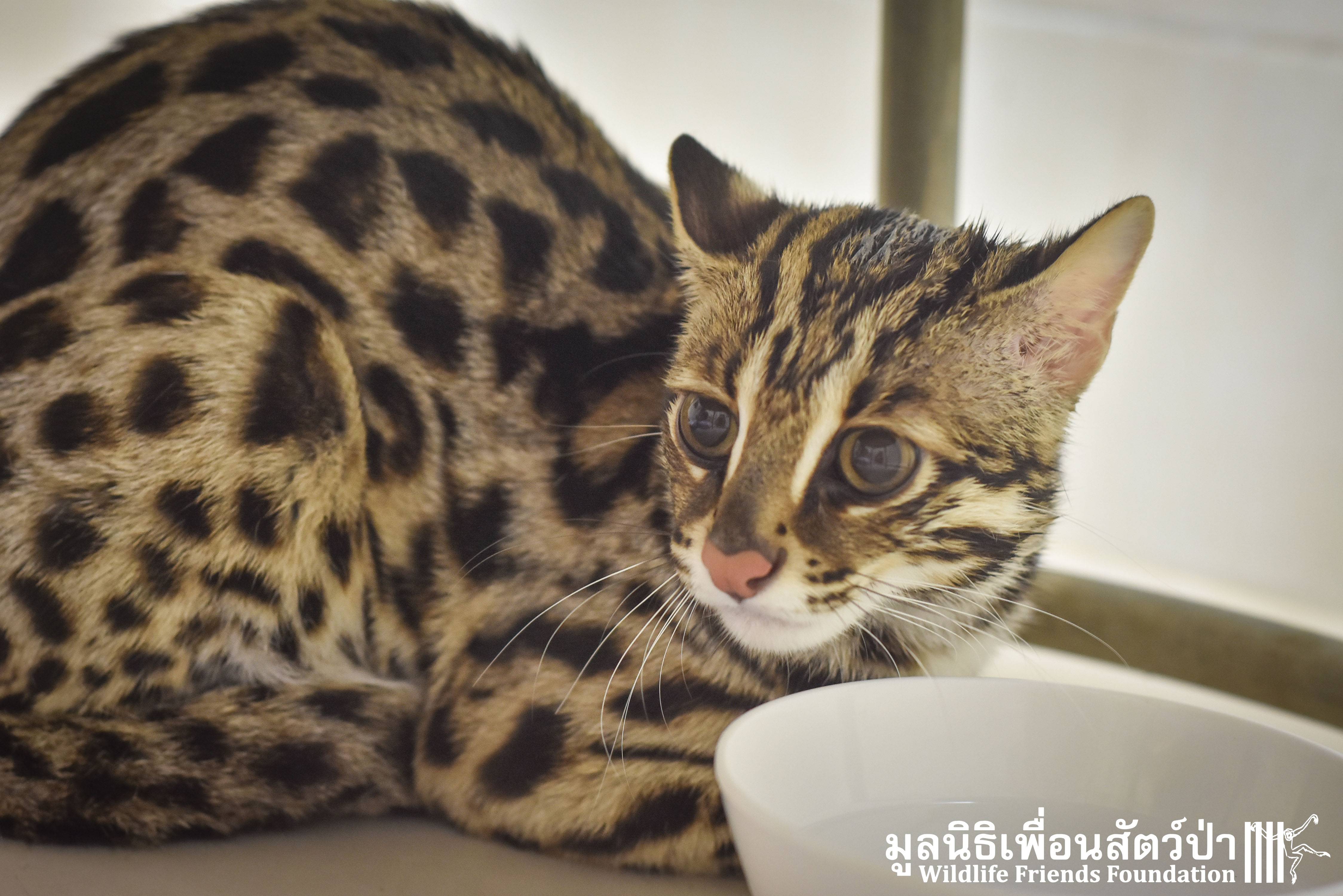 Бенгальский леопардовый кот: особенности породы, уход и цена за котенка