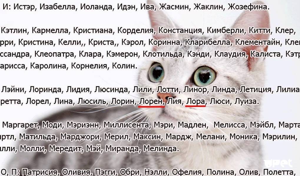 Русские клички для котов и кошек