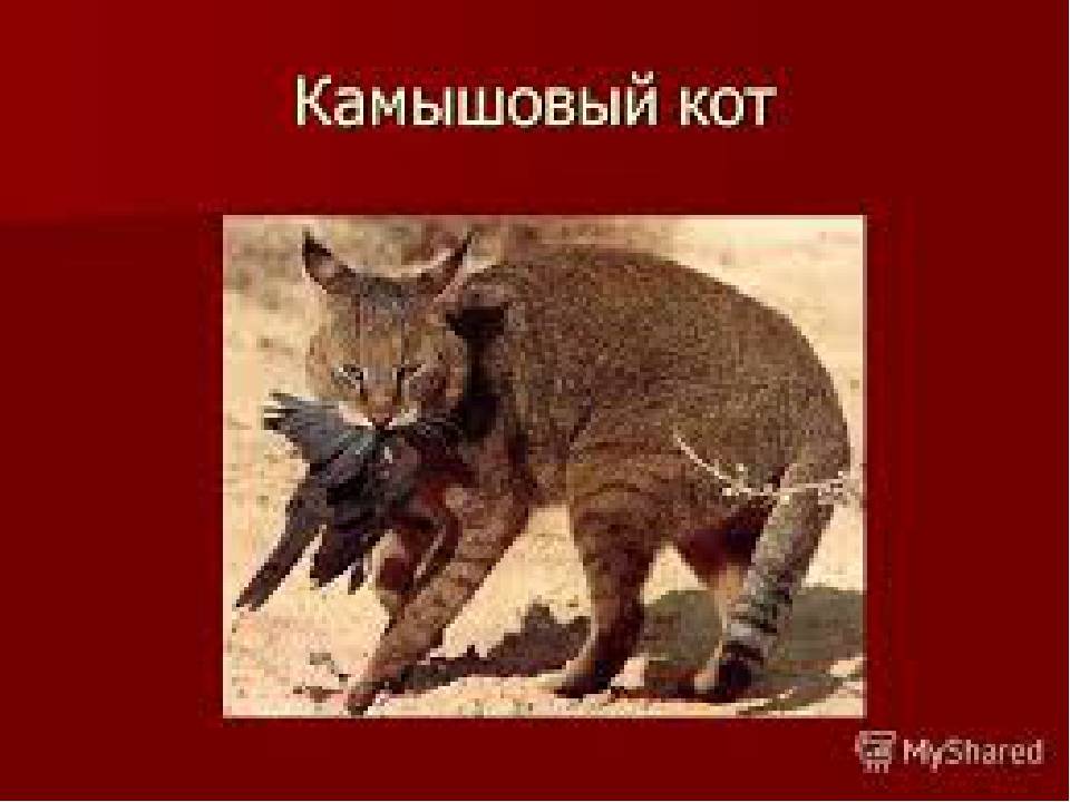 Камышовый кот: описание, характер, среда обитания и образ жизни, фото болотной кошки