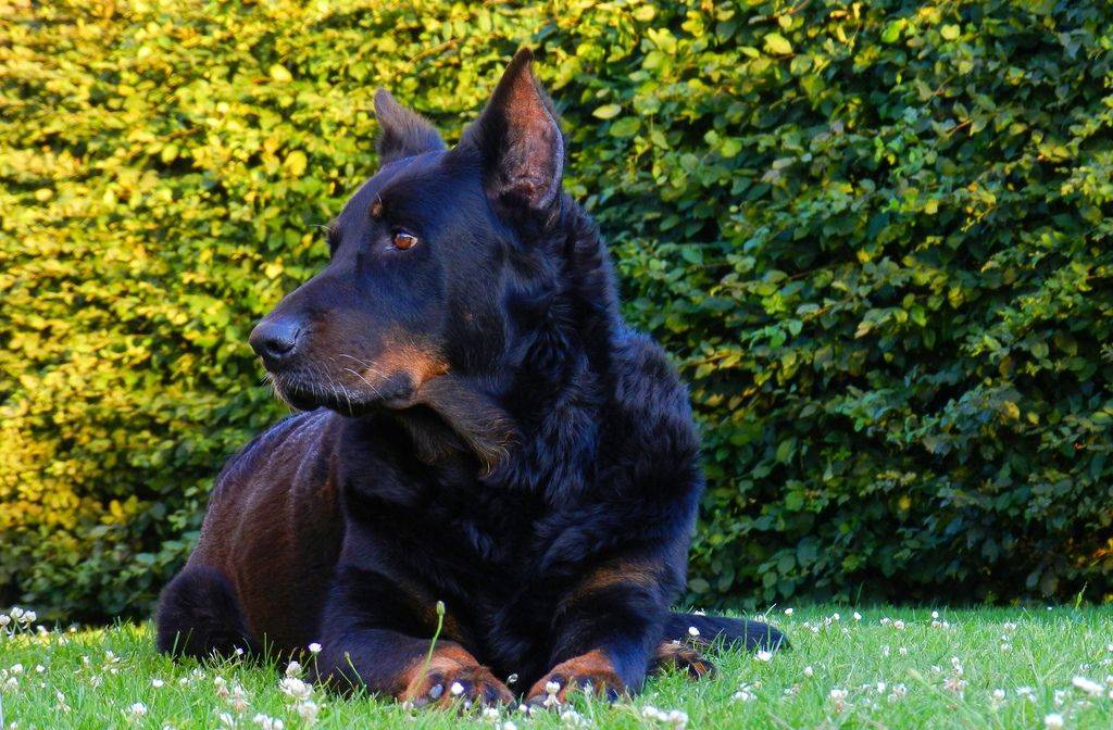 Собака босерон (французская овчарка): фото и описание породы, все об уходе