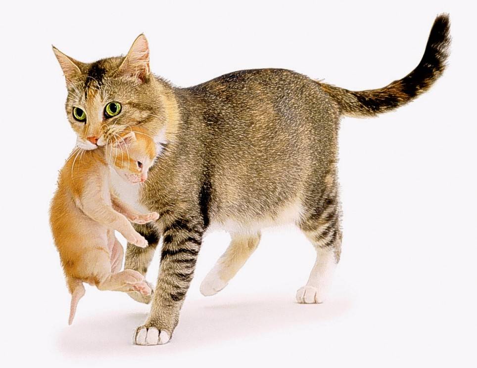Можно ли взрослых кошек/котов брать за шкирку? | полезная информация для всех