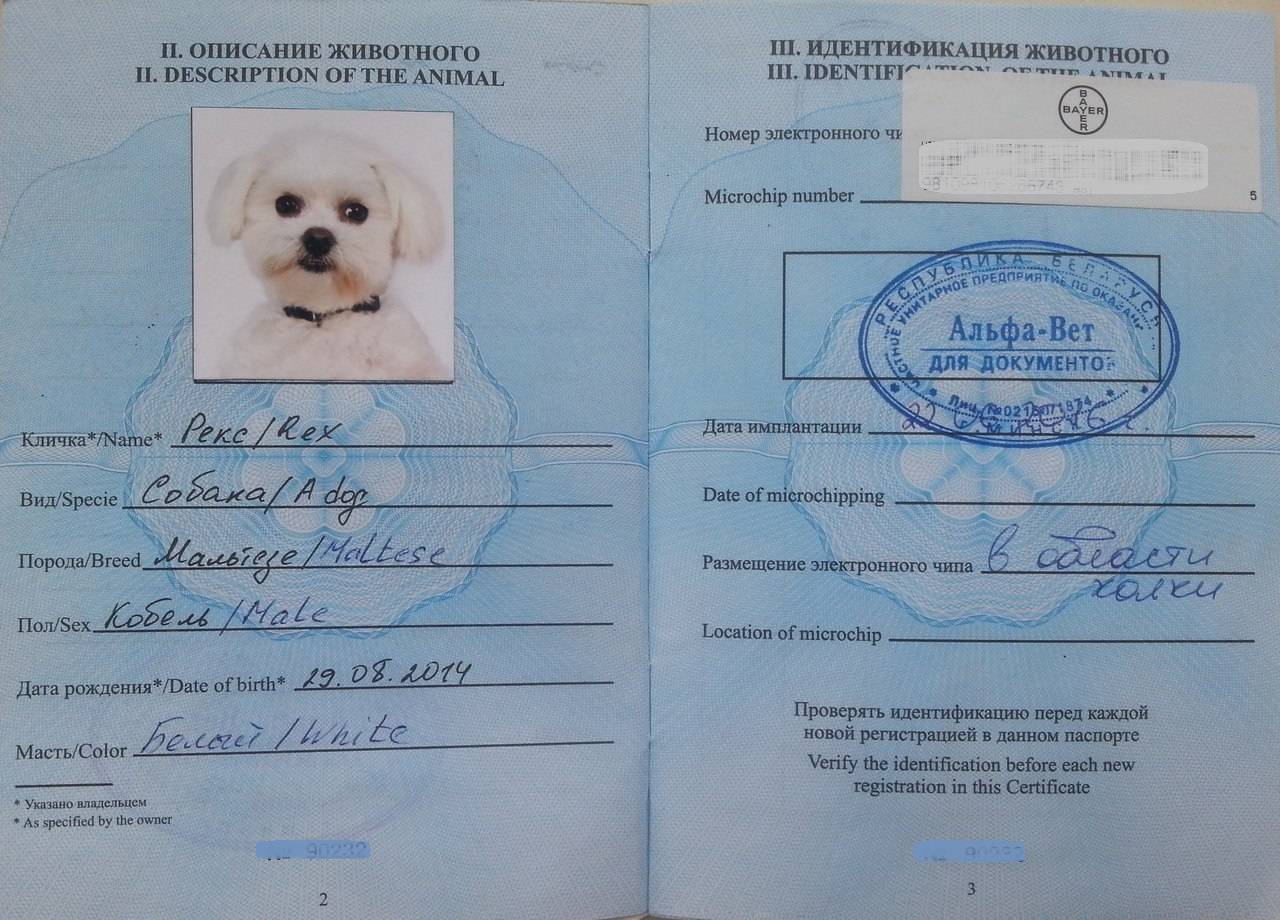 Документы для путешествия с собакой
