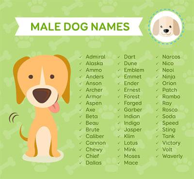 Клички и имена для собак мальчиков: легкие и красивые