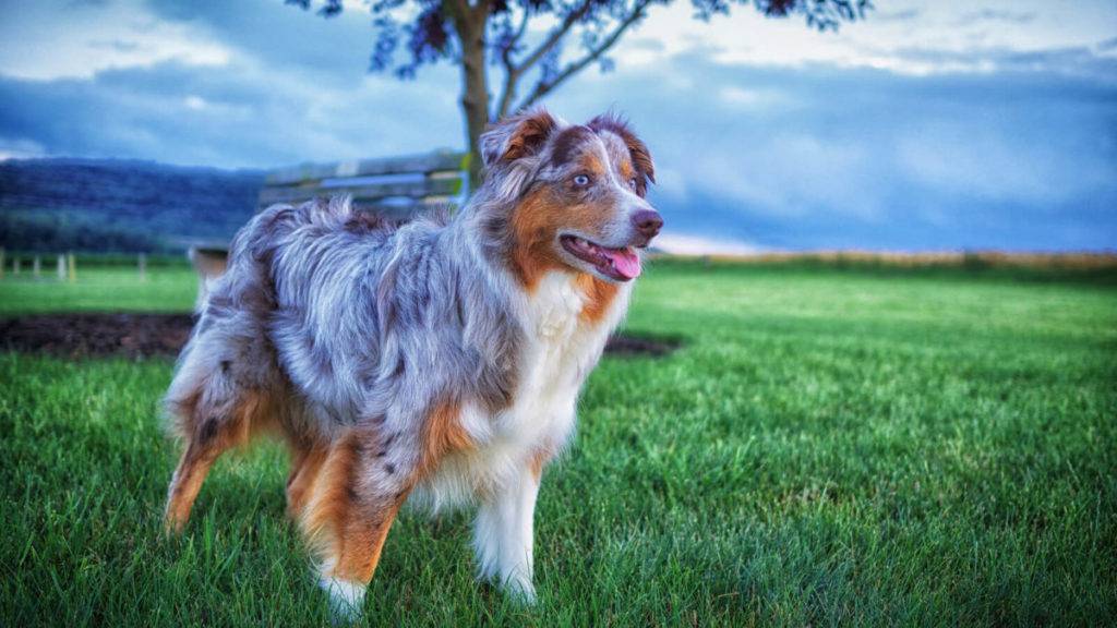 Австралийская овчарка: фото, описание породы | собаки мира
