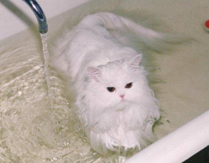 Как купать котенка: с какой частотой и с какого возраста