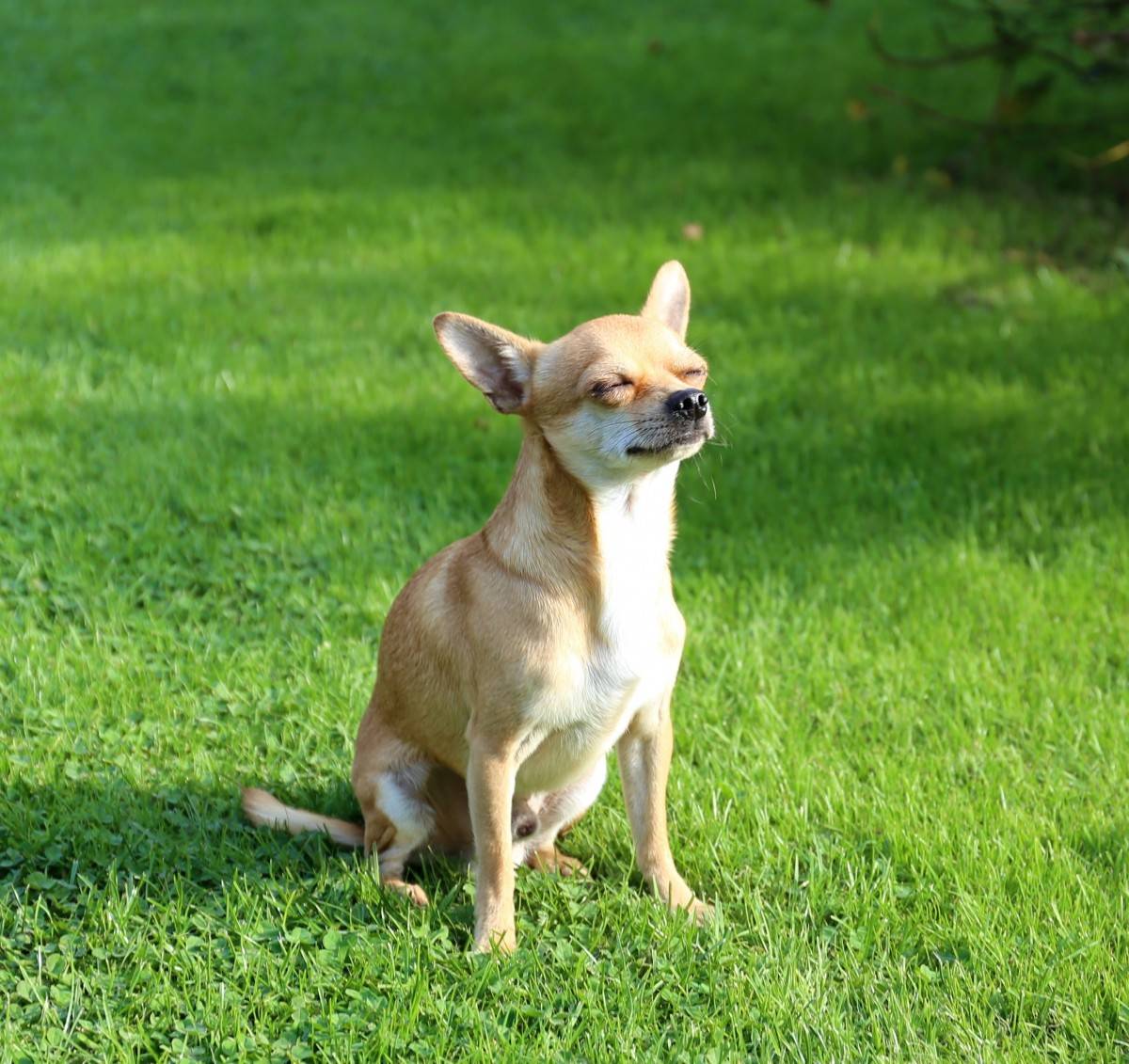 Порода собак чихуахуа с фото. описание, уход, цена, отзывы
