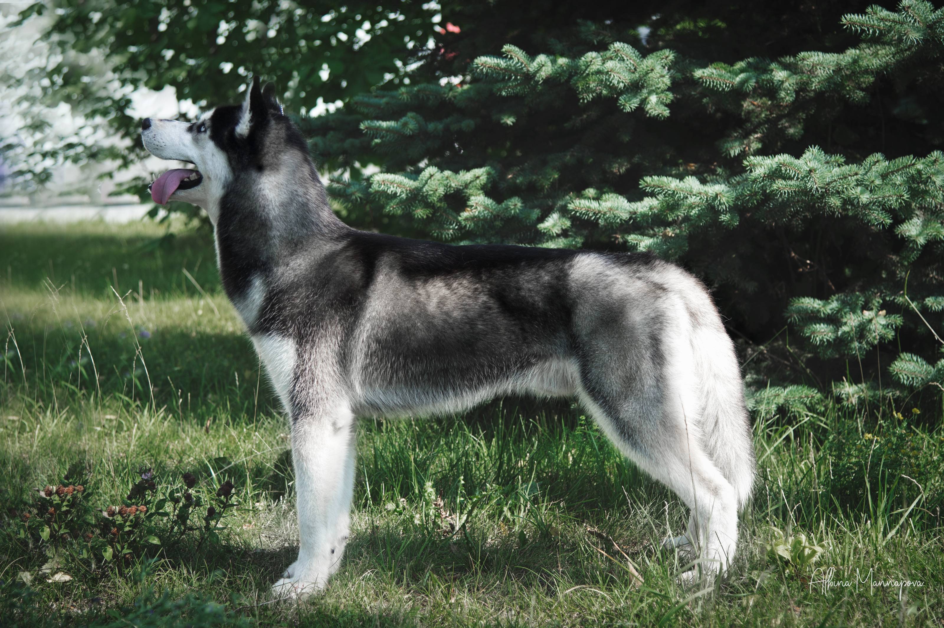 Хаски - 90 фото крайне популярных ездовых северных собак