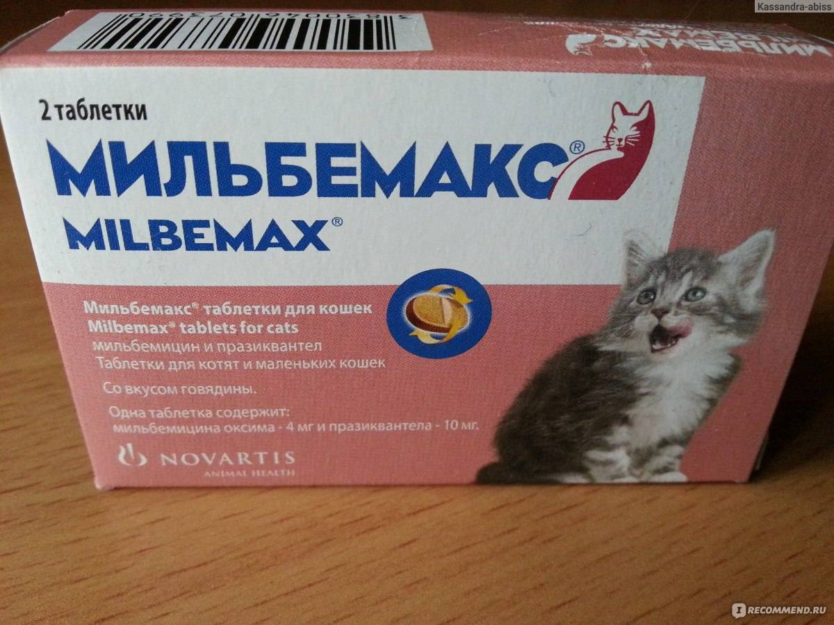 Можно ли кошке обезболивающее. Мильбемакс суспензия для котят. Таблетки от паразитов для кошек Мильбемакс. Novartis Мильбемакс антигельминтик для котят и молодых кошек 1 шт. Капли от глистов для котят 2 месяца.