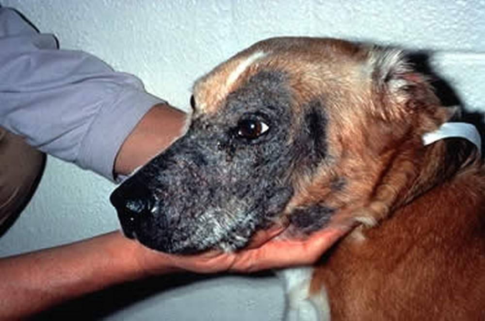 Болезни собак - лечение, основные причины и симптомы