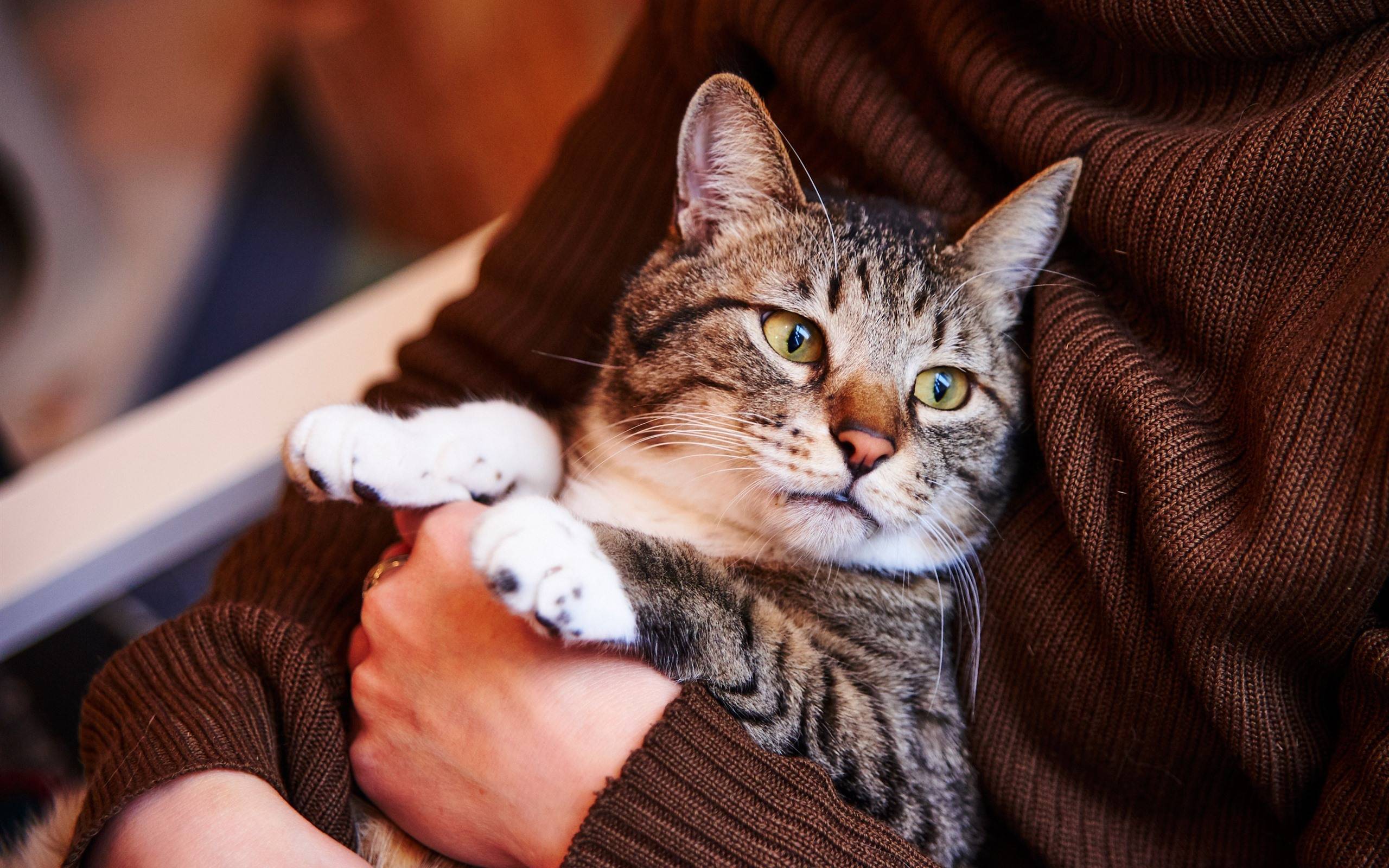 Домашняя кошка:  описание, история, кормление и приручение