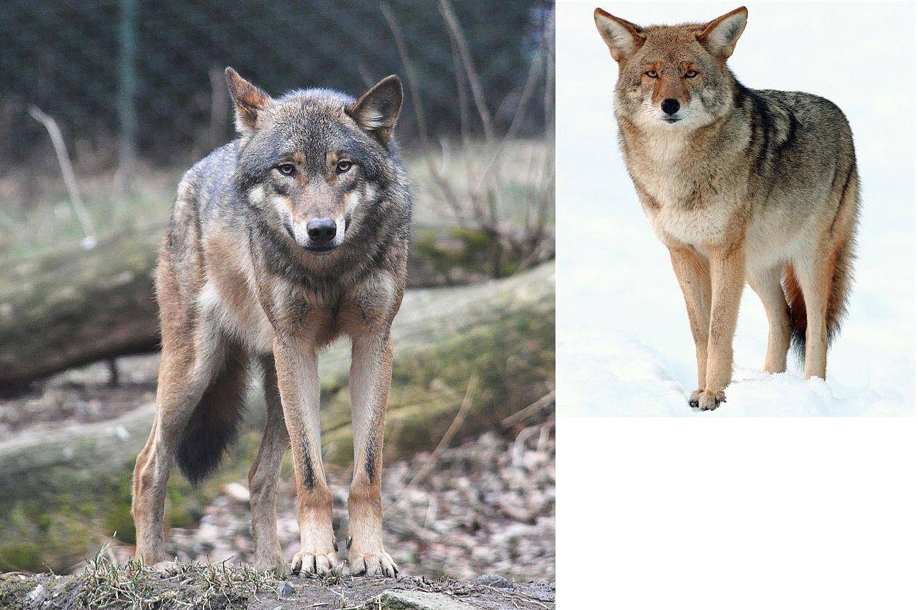 Как отличить собаку от волка и наоборот