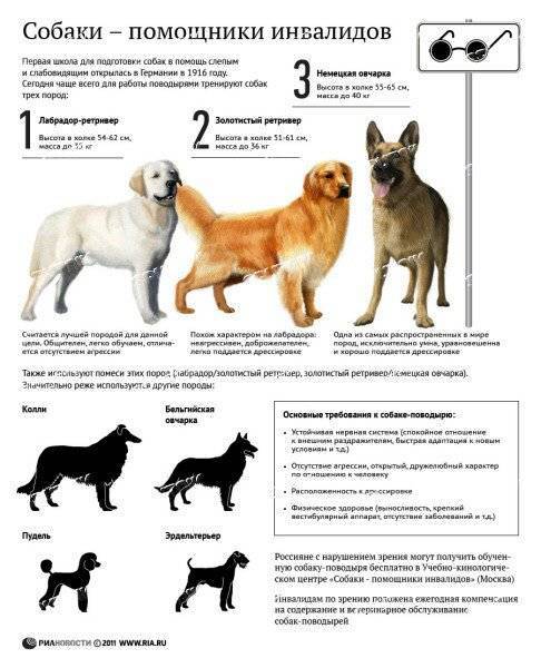 Советы по выбору щенков породы немецкая овчарка: главные отличия от дворняг