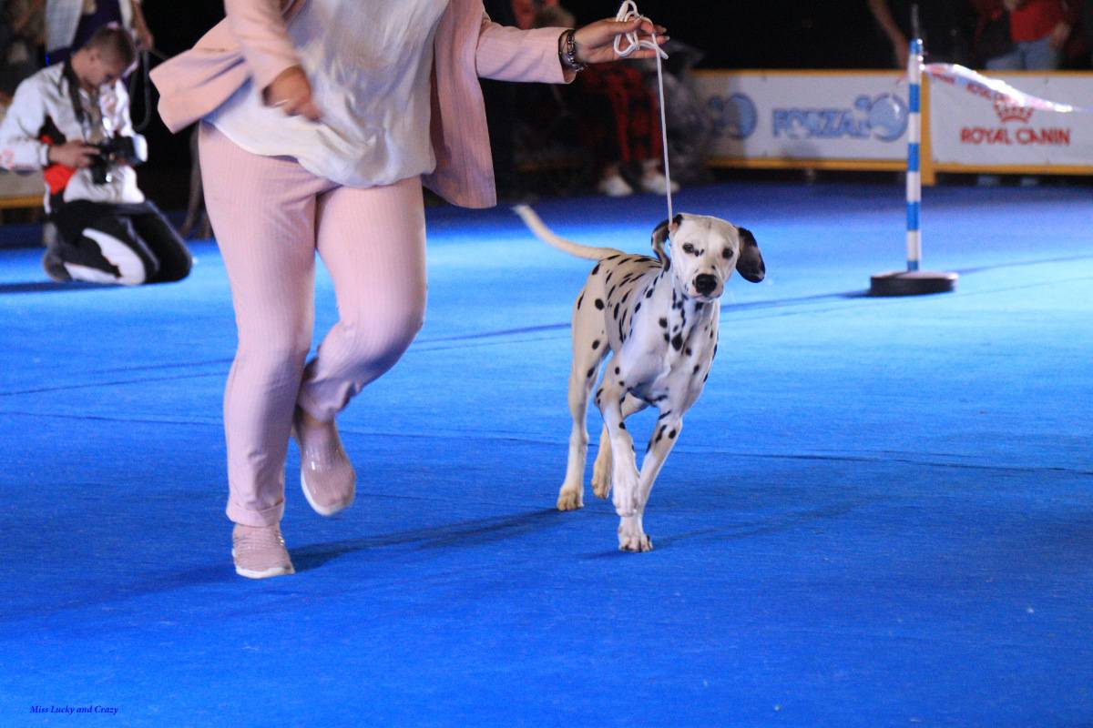Zooпортал.pro :: international dog show cacib – fci / интернациональная выставка собак cacib – fci «discovery dog show international 2020» . владивосток