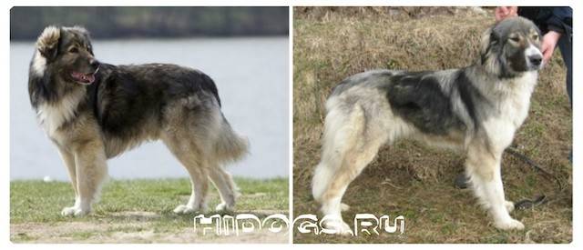 Хорватская овчарка: описание породы собак с фото и видео