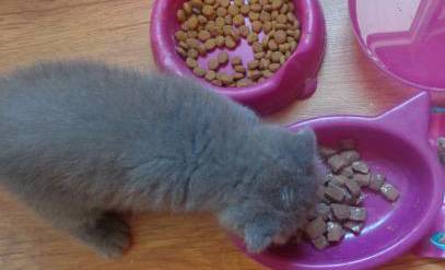 Каким кормом лучше кормить британского котенка: советы и рекомендации