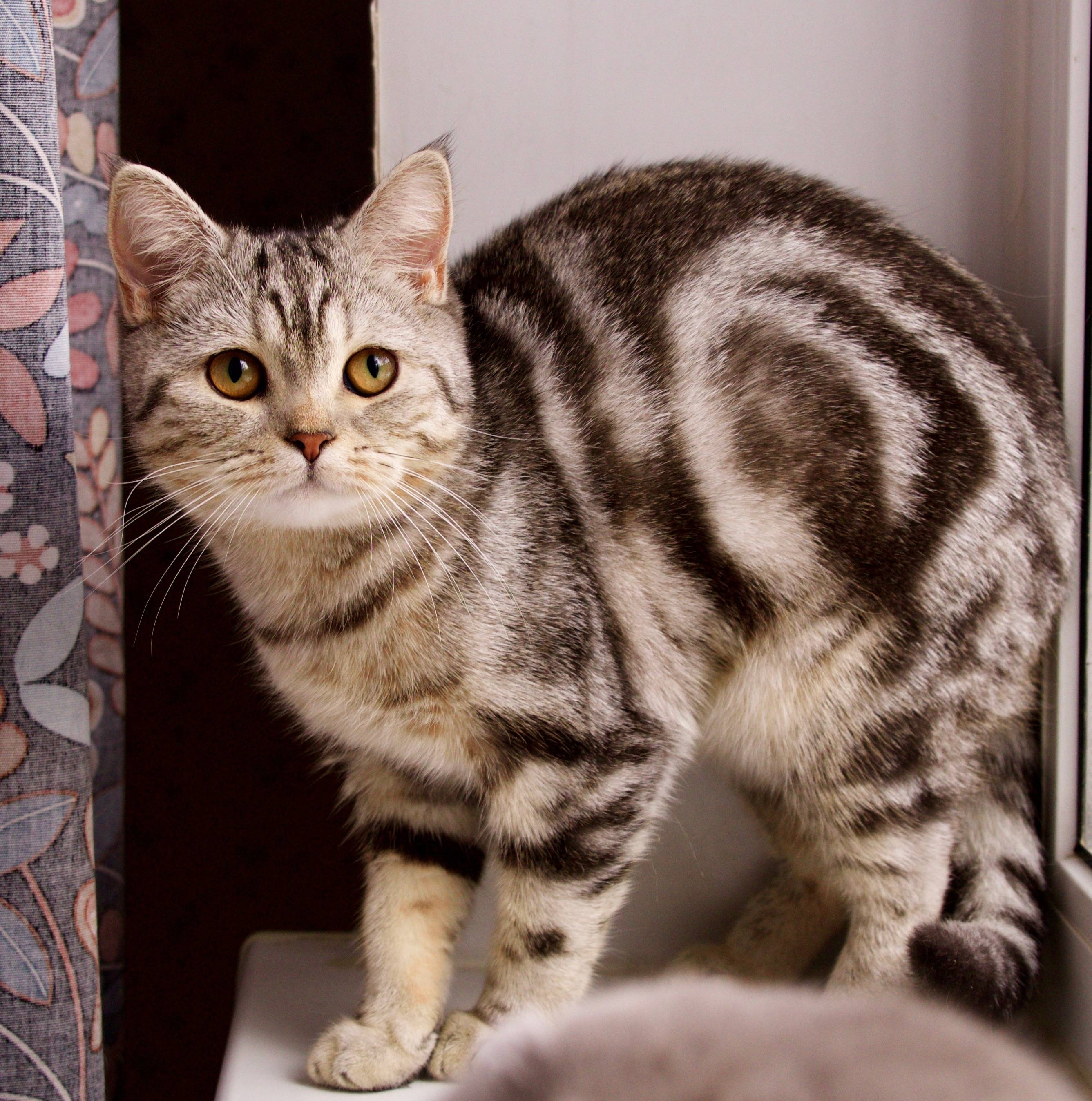 Как называется порода полосатых кошек окраса табби?