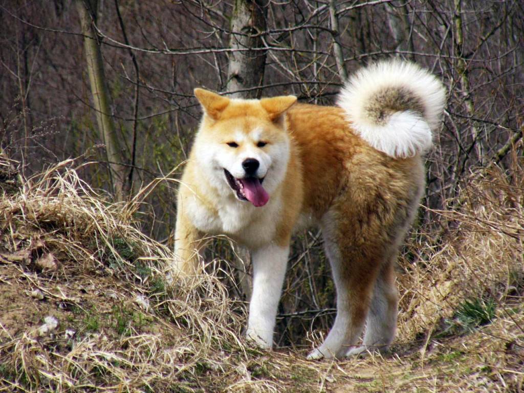 Порода собаки хатико – как выглядит собака, основные окрасы, рекомендации по уходу и содержанию