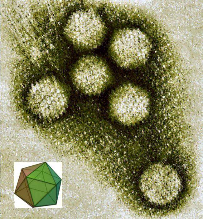 Аденовирусы: семейство adenoviridae