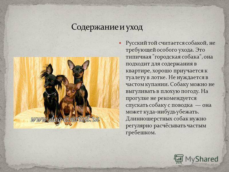 Русский той-терьер: особенности породы, уход, выбор щенка