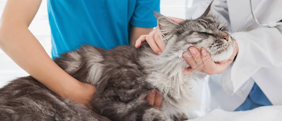 Энтерит у кошки - виды энтеритов, симптомы и лечение