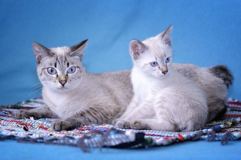 Описание породы котов бобтейл: разновидности, характеристика и фото