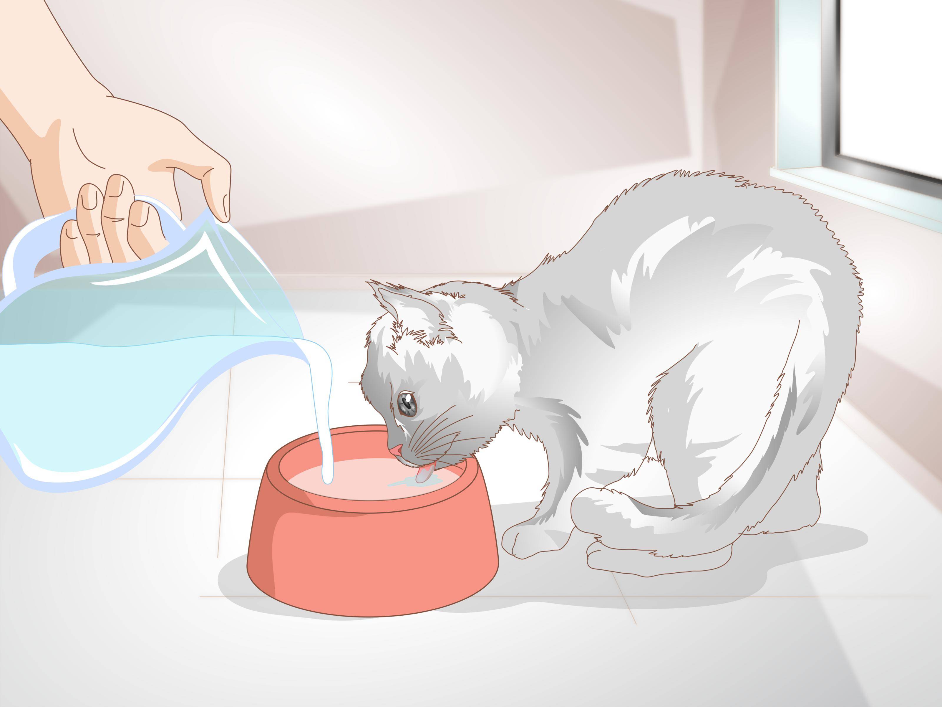 Что дать котенку от поноса в домашних условиях?