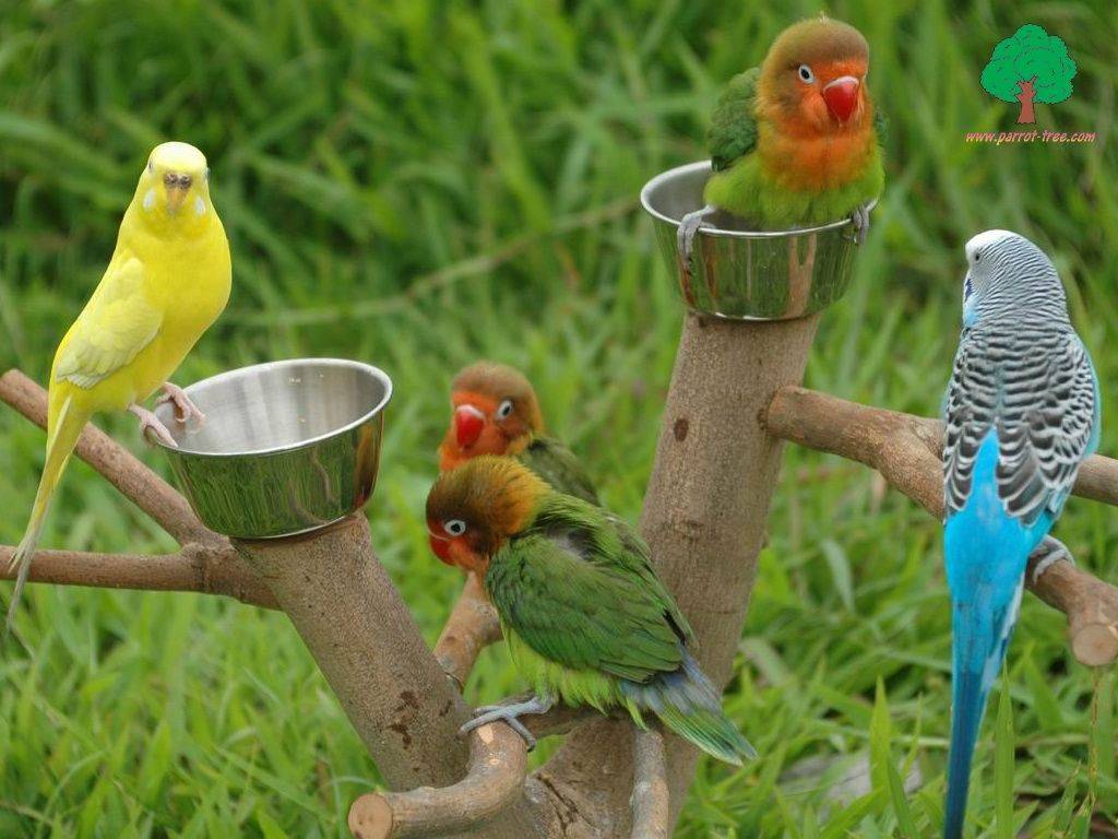 Канарейки попугаи, волнистый попугай или канарейка с фото и видео