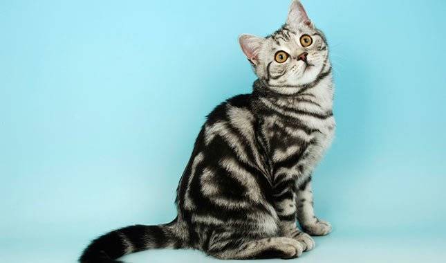 Британская мраморная кошка и особенности ее окраса