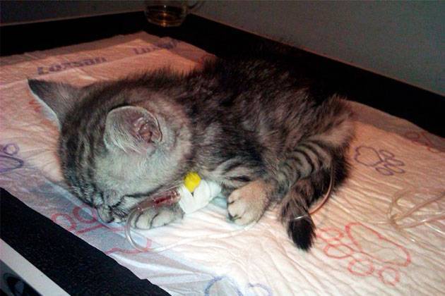 Панлейкопения у кошек, схема лечения, симптомы, прогноз