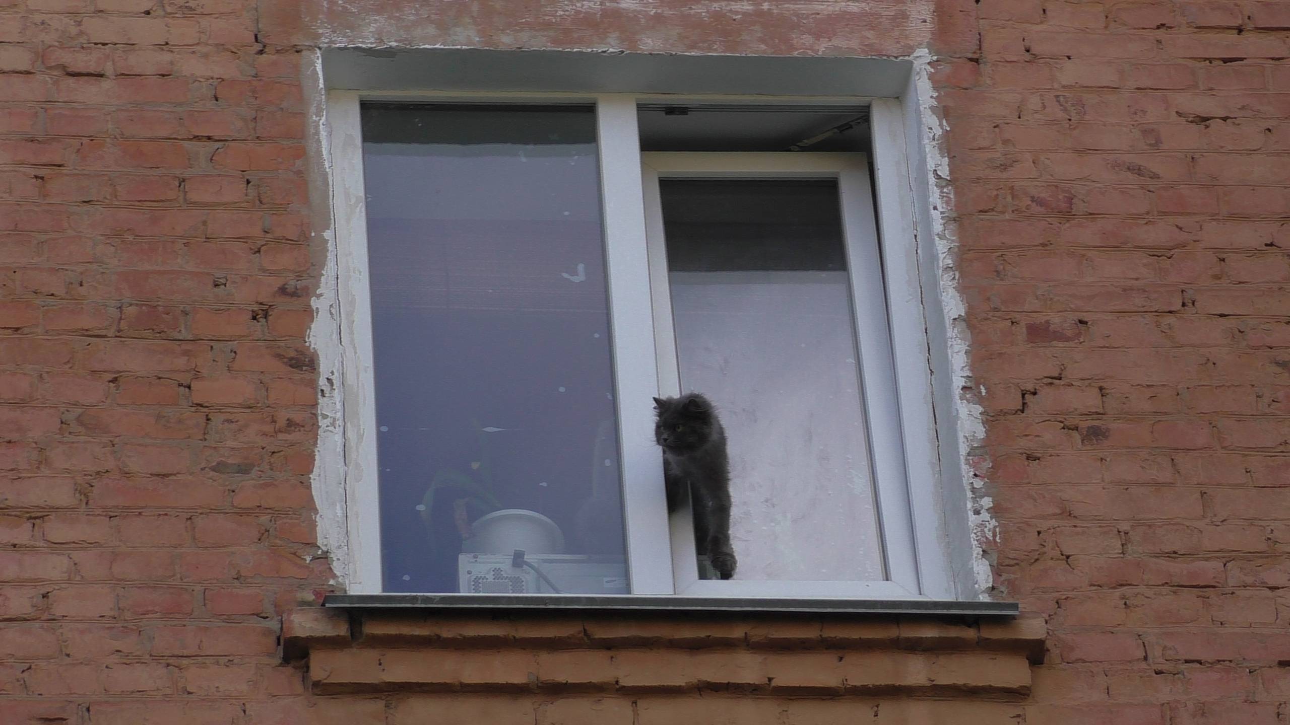 Почему кошки выпрыгивают из окон