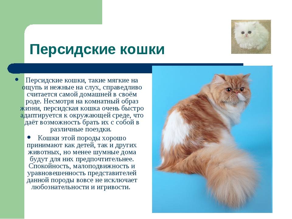 Мейн-кун: порода кошек, описание, фото