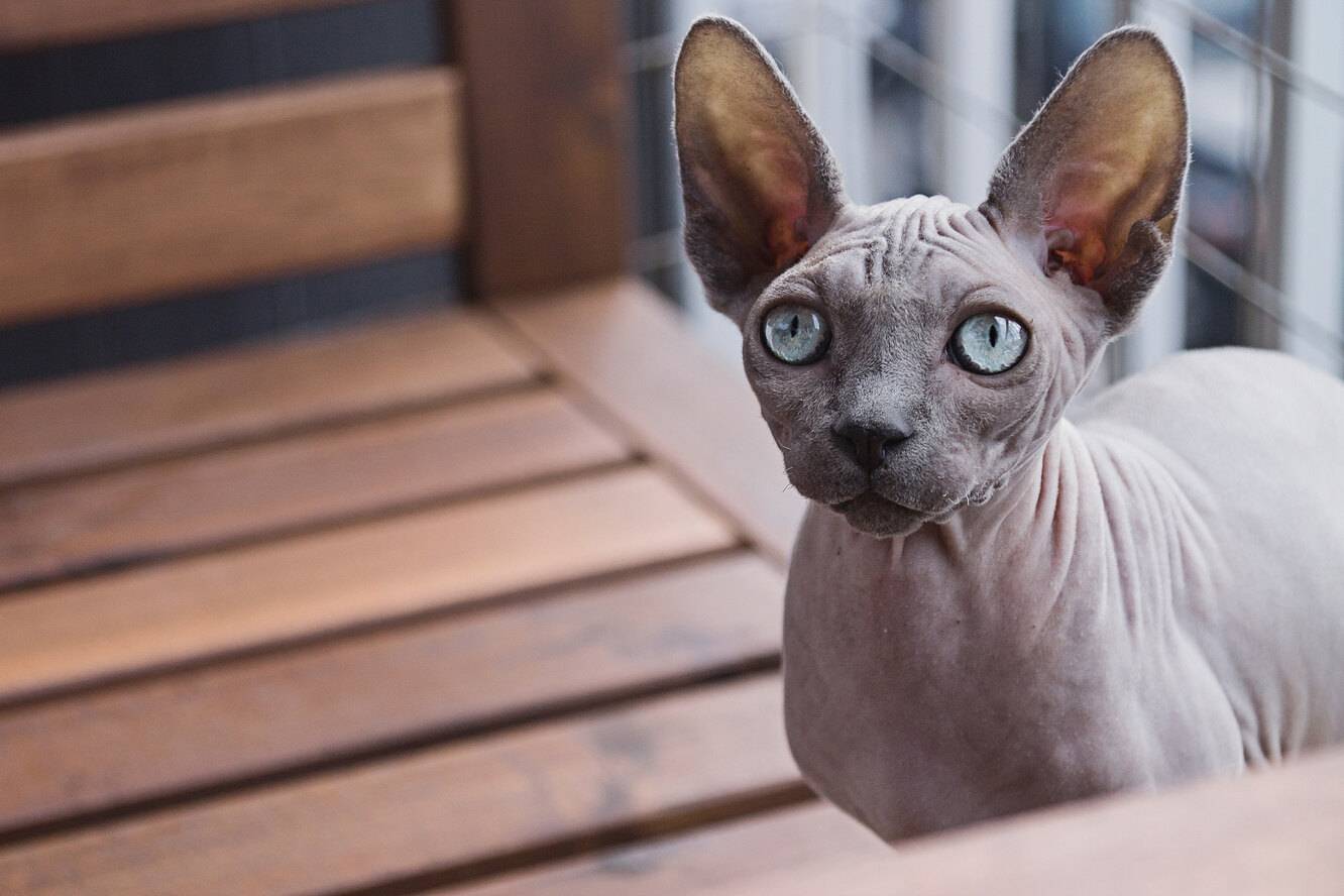 Антиаллергенные коты: идеальная кошка для аллергика