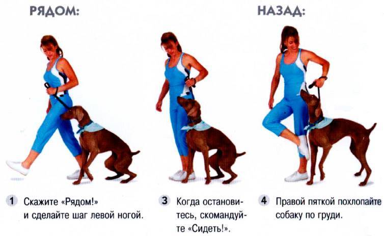 Подробное описание процесса дрессировки щенков и взрослых собак для новичков
