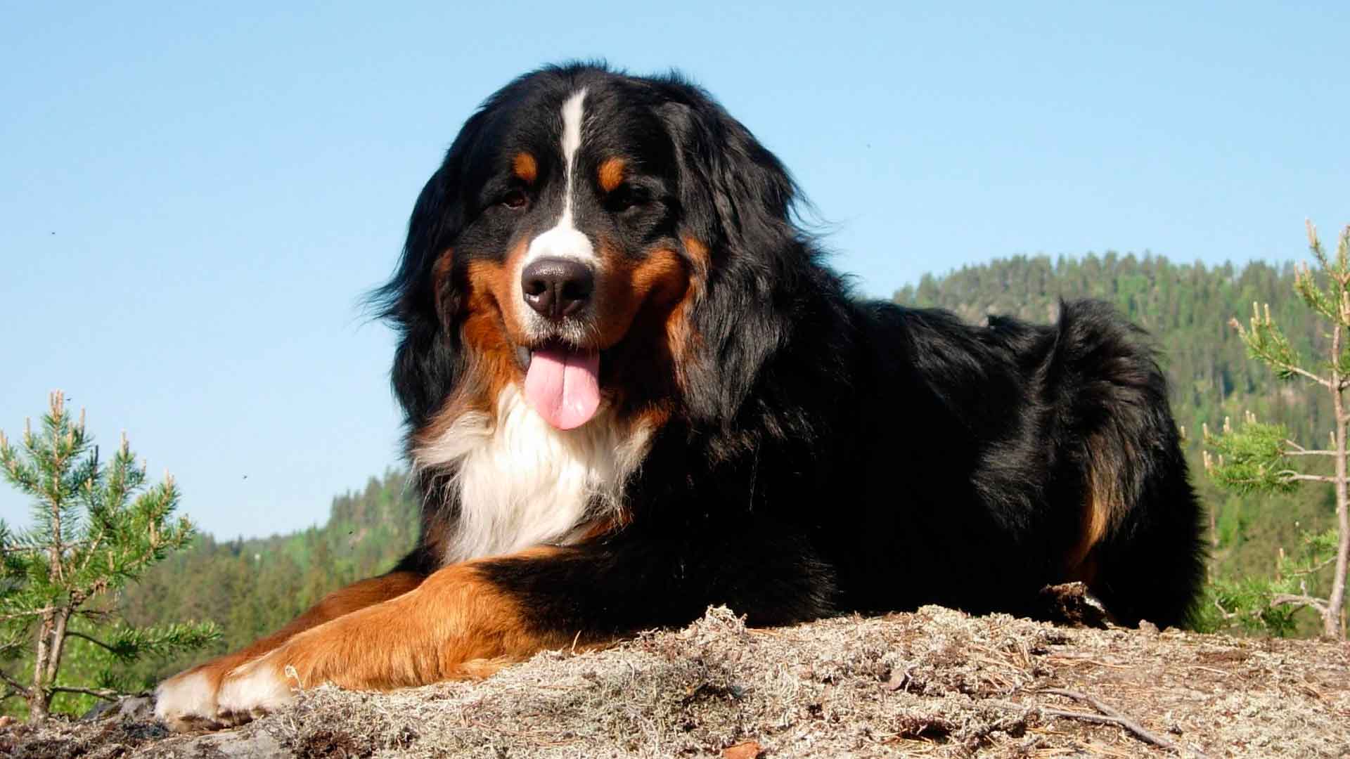 Большая швейцарская горная пастушья собака (большой швейцарский зеннен