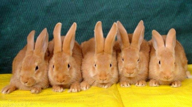 Кролик бургундский: описание и характеристика породы, содержание и уход, продуктивность