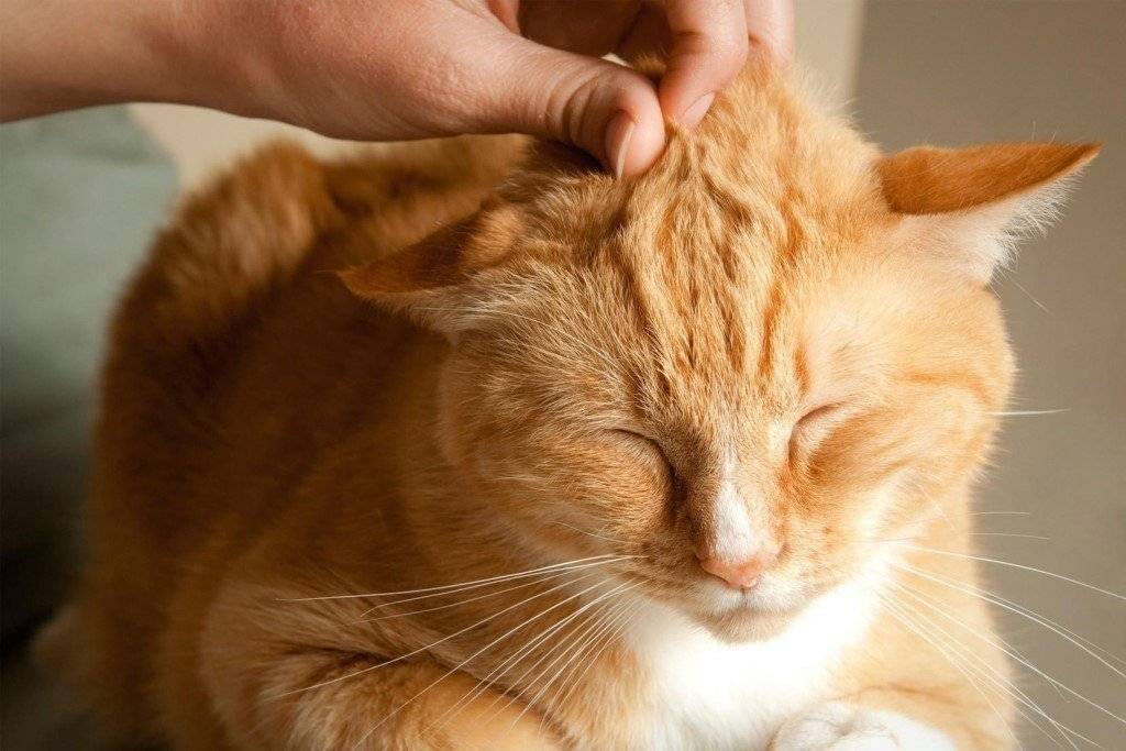 Кошка трясет головой и чешет уши: причины, как и чем помочь питомцу