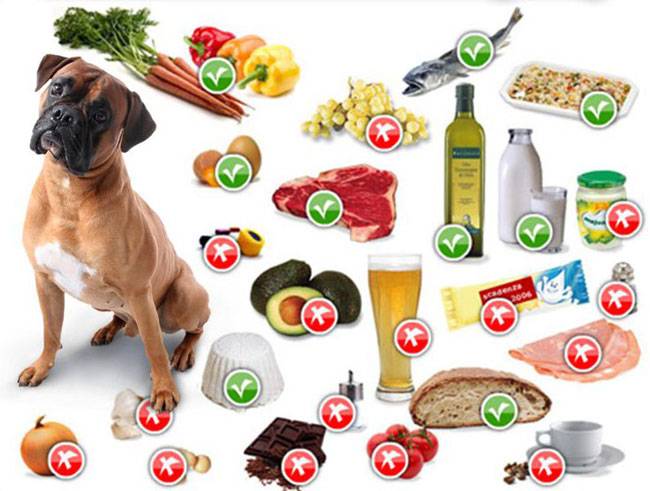 Натуральное кормление собак: плюсы и минусы, разрешенные и запрещенные продукты, режим кормления, меню на неделю