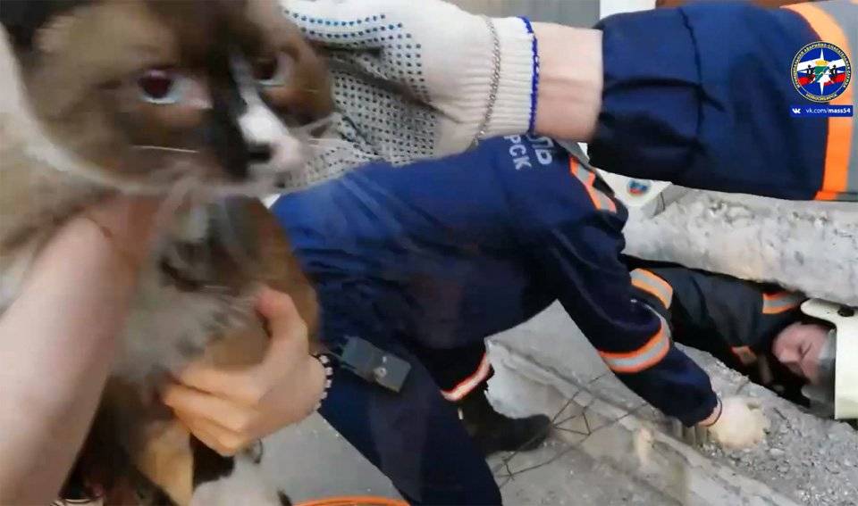 Милота зашкаливает: кот, который спас японскую железную дорогу, был посвящен в рыцари