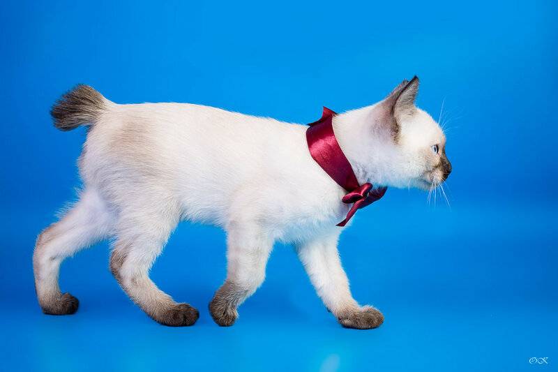 Меконгский бобтейл (mekong-bobtail) кошка: подробное описание, фото, купить, видео, цена, содержание дома