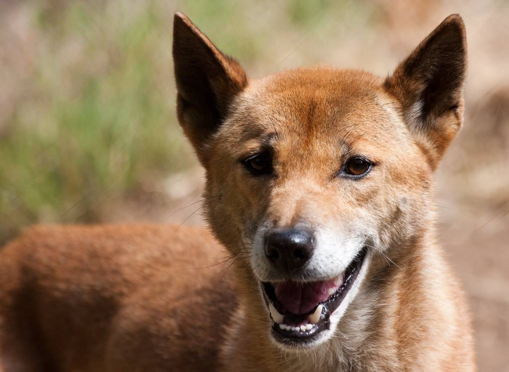 Собака новогвинейская поющая — canis lupus hallstromi