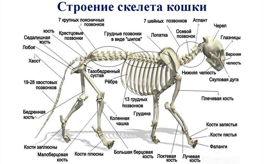 Скелет у кошек и котов: особенности анатомического строения черепа, поясницы, хвоста, крестца и зубов котят и взрослых животных, фото